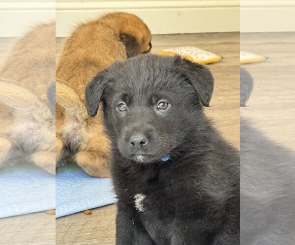 Medium Photo #5 Labrador Retriever-Unknown Mix Puppy For Sale in San Diego, CA, USA