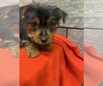Small Photo #7 Yorkshire Terrier Puppy For Sale in RICHMOND, IL, USA