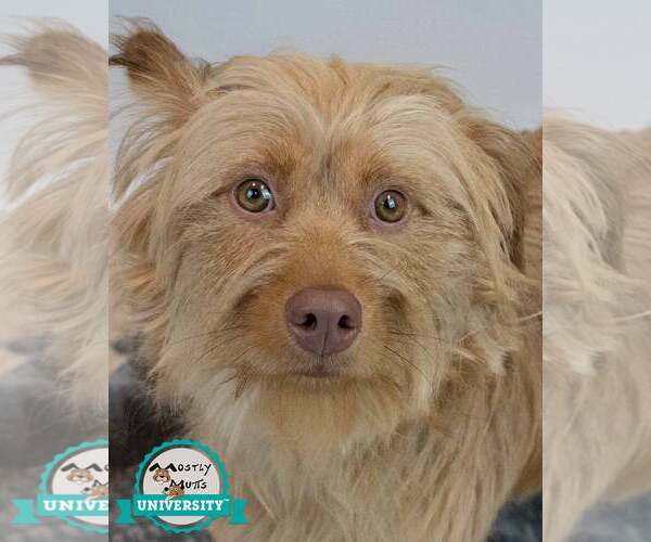 Medium Photo #1 Mutt Puppy For Sale in Kennesaw, GA, USA