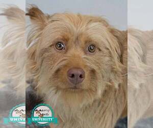 Mutt Dogs for adoption in Kennesaw, GA, USA