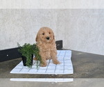 Small Goldendoodle (Miniature)