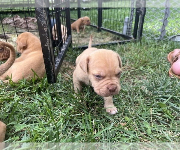 Medium Photo #5 Dogue de Bordeaux Puppy For Sale in BETHANY, MO, USA