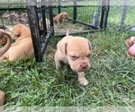 Small Photo #5 Dogue de Bordeaux Puppy For Sale in BETHANY, MO, USA
