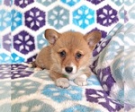 Small #2 Pembroke Welsh Corgi