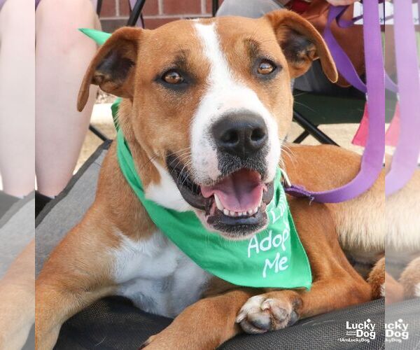 Medium Photo #5 Mutt Puppy For Sale in Washington, DC, USA