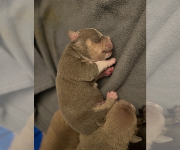 Medium Photo #15 American Bully Puppy For Sale in WESTVILLE, IN, USA