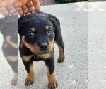 Image preview for Ad Listing. Nickname: Rottweiler pups