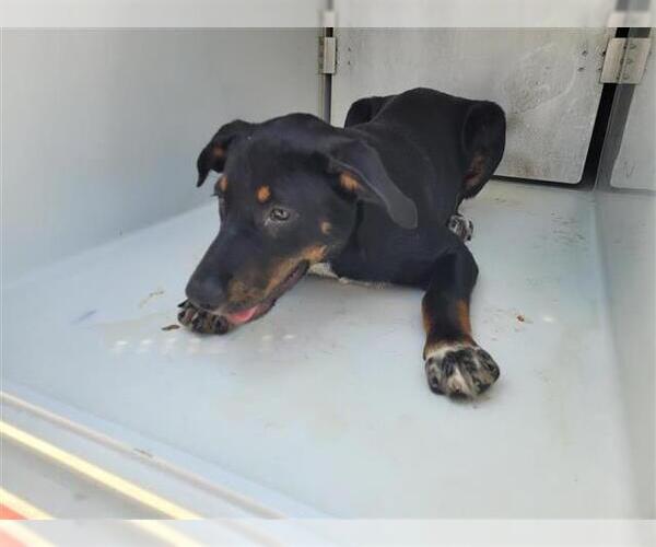 Medium Photo #1 Doberman Pinscher-Labrador Retriever Mix Puppy For Sale in Houston, TX, USA