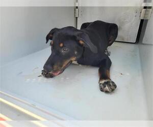 Doberman Pinscher-Labrador Retriever Mix Dogs for adoption in Houston, TX, USA