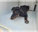 Small Doberman Pinscher-Labrador Retriever Mix