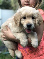 Golden Retriever Puppy for sale in JACKSONVILLE, FL, USA