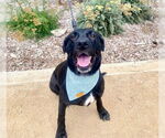 Small Labrador Retriever Mix