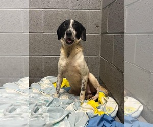 Mutt Dogs for adoption in Westwood, NJ, USA