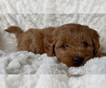 Small Photo #18 Goldendoodle mix (+ Poodle Miniature) Puppy For Sale in RANDOLPH, WI, USA