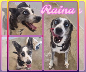 Australian Shepherd-Unknown Mix Dogs for adoption in Pierceton , IN, USA