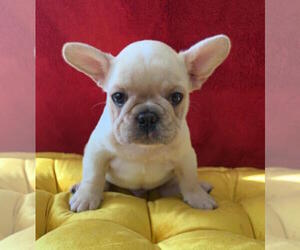 French Bulldog Puppy for sale in CHARLESTON, SC, USA
