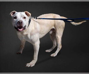 Bullboxer Pit Dogs for adoption in Raleigh, NC, USA