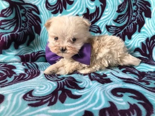Maltese Puppy for sale in NEW PROVIDENCE, PA, USA