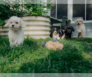 ShihPoo Puppy for sale in TACOMA, WA, USA