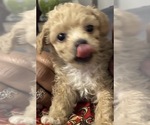 Small #3 German Hunting Terrier-Lowchen Mix
