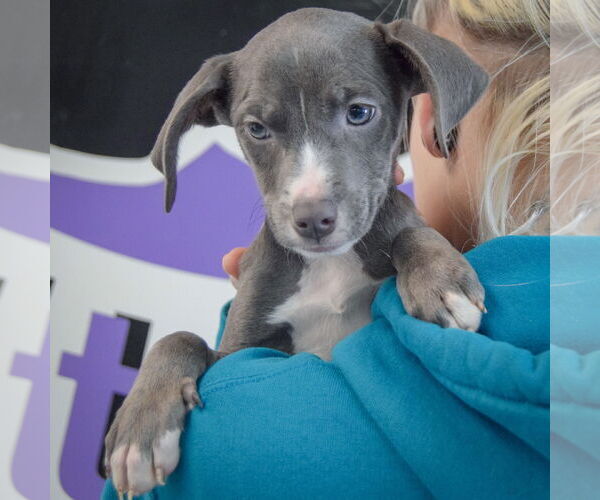 Medium Photo #5 American Staffordshire Terrier-Labrador Retriever Mix Puppy For Sale in Huntley, IL, USA