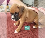 Puppy Puppy 2 Boxer