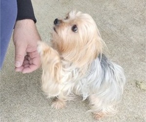 Father of the Yorkshire Terrier puppies born on 06/12/2026