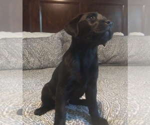 Labrador Retriever Puppy for sale in AUSTIN, TX, USA