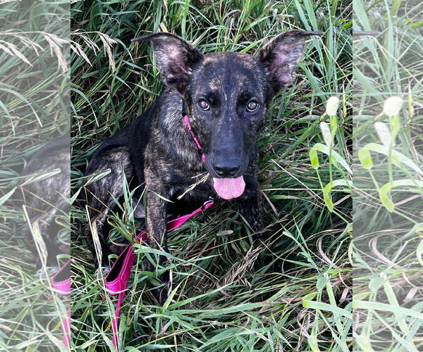 Medium Photo #4 German Shepherd Dog-Unknown Mix Puppy For Sale in Sheboygan, WI, USA