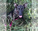 Small #3 German Shepherd Dog Mix