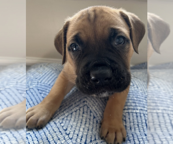 Medium Photo #8 Cane Corso Puppy For Sale in WILMORE, KY, USA