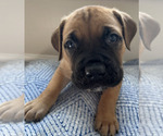 Small #7 Cane Corso