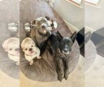 Small Photo #3 American Pit Bull Terrier-Unknown Mix Puppy For Sale in Spotsylvania, VA, USA