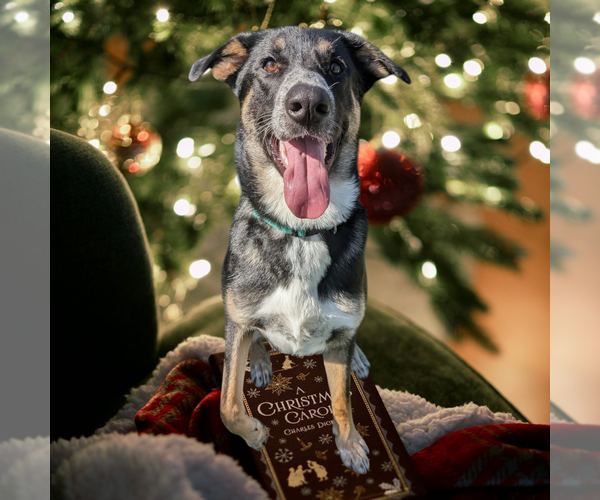 Medium Photo #11 Mutt Puppy For Sale in Vail, AZ, USA