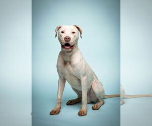 Argentinian Mastiff-Pointer Mix Dogs for adoption in Rowlett, TX, USA