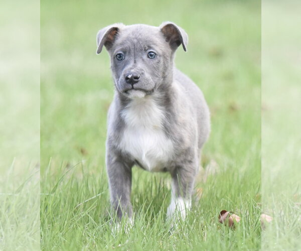 Medium Photo #1 Chihuahua-Unknown Mix Puppy For Sale in Mechanicsburg, PA, USA