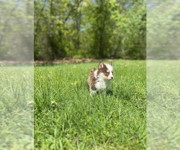 Medium Photo #5 Pomsky Puppy For Sale in DRACUT, MA, USA