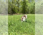Small #3 Pomsky