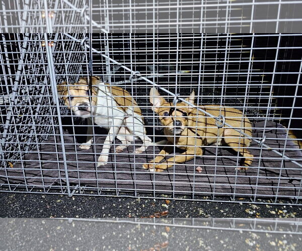 Medium Photo #6 Chihuahua Puppy For Sale in Chester, NJ, USA