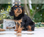Small #3 Cavalier King Charles Spaniel