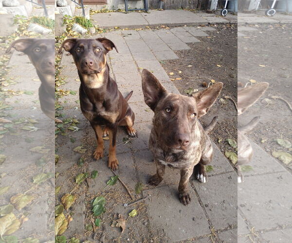 Medium Photo #2 Doberman Pinscher-Unknown Mix Puppy For Sale in Cottage Grove, MN, USA