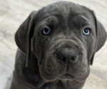 Puppy Persephone Cane Corso