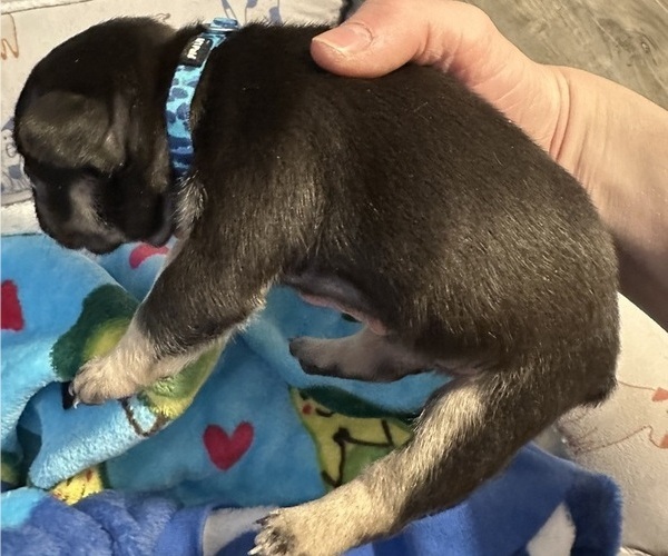 Medium Photo #4 French Bulldog Puppy For Sale in OSWEGO, IL, USA