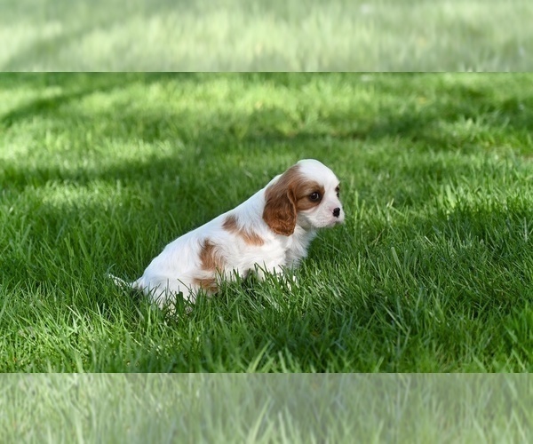 Medium Photo #3 Cavalier King Charles Spaniel Puppy For Sale in SUGARCREEK, OH, USA