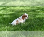 Small #2 Cavalier King Charles Spaniel