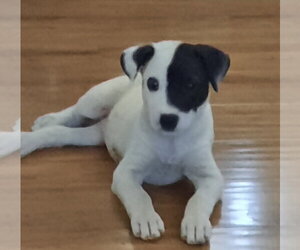 Phantom - Female Mutt Dog for Adoption - Photo #4