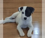 Small Photo #4 Mutt Puppy For Sale in Queen Creek, AZ, USA