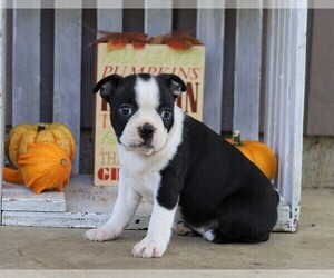 Boston Terrier Puppy for sale in FREDERICKSBG, OH, USA