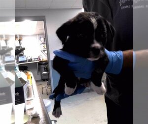 American Staffordshire Terrier-Labrador Retriever Mix Dogs for adoption in Tallahassee, FL, USA