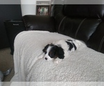 Small Photo #67 Cavalier King Charles Spaniel Puppy For Sale in HOWLAND, OH, USA